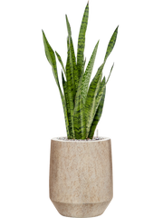 Sansevieria zeylanica in Mineral Office Plant With Pot 89cm Height 20cm Dia
