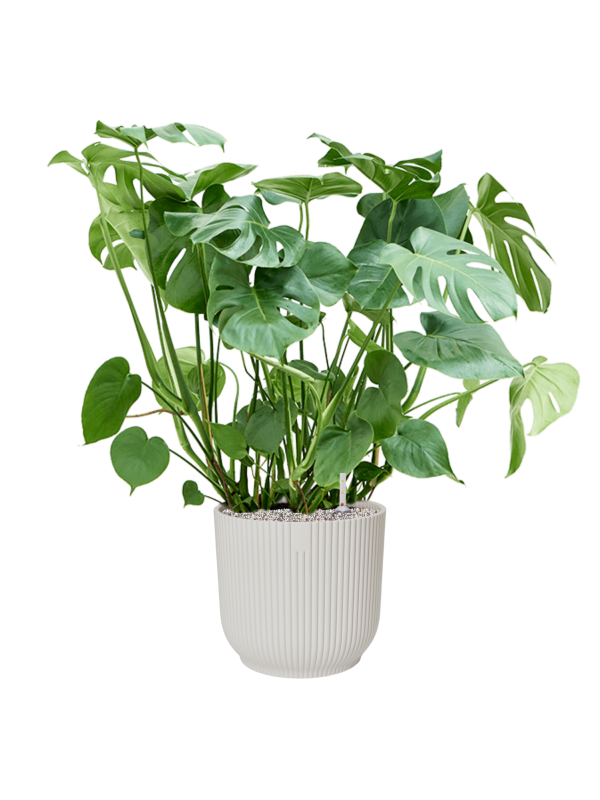Monstera deliciosa in Vibes Fold Office Plant With Pot 97cm Height 34cm Dia