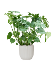 Monstera deliciosa in Vibes Fold Office Plant With Pot 97cm Height 34cm Dia