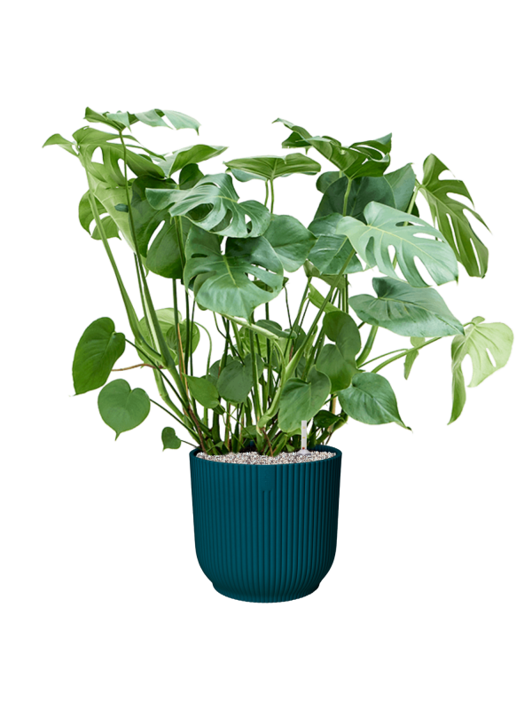 Monstera deliciosa in Vibes Fold Office Plant With Pot 97cm Height 34cm Dia