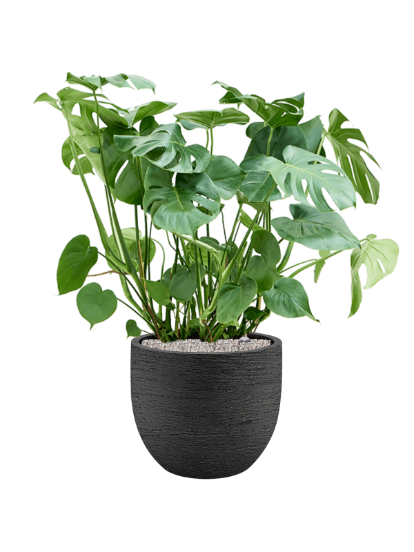 Monstera deliciosa in Terreno Office Plant With Pot 103cm Height 37cm Dia