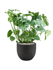 Monstera deliciosa in Terreno Office Plant With Pot 103cm Height 37cm Dia