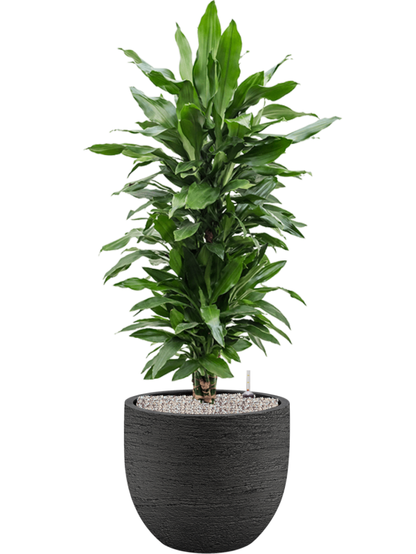 Dracaena fragrans 'Janet Lind' in Terreno Office Plant With Pot 127cm Height 37cm Dia