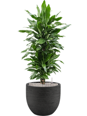 Dracaena fragrans 'Janet Lind' in Terreno Office Plant With Pot 127cm Height 37cm Dia