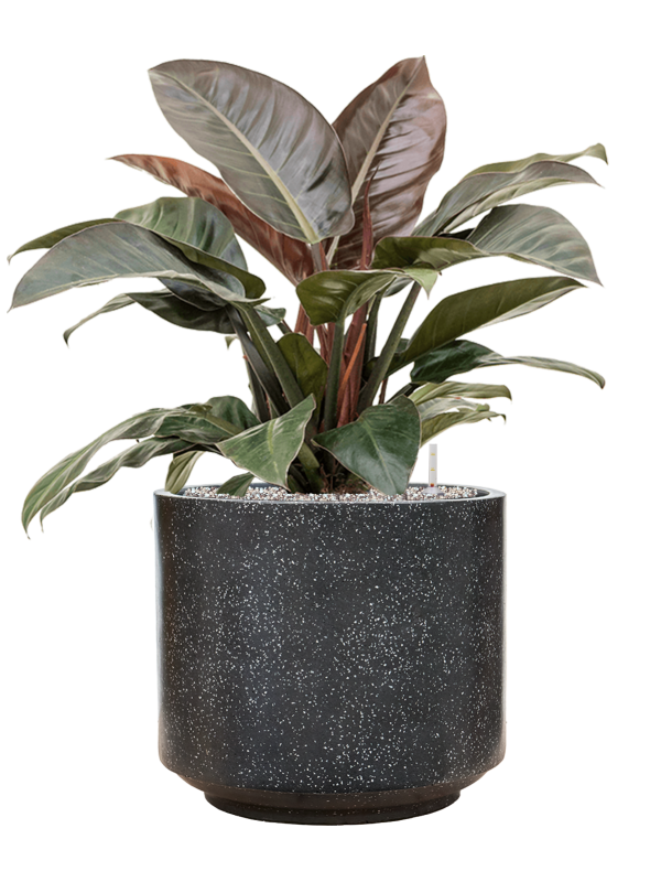 Philodendron `Imperial Red' in Baq Terrazzo Office Plant With Pot 86cm Height 41cm Dia