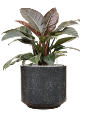Philodendron `Imperial Red' in Baq Terrazzo Office Plant With Pot 86cm Height 41cm Dia
