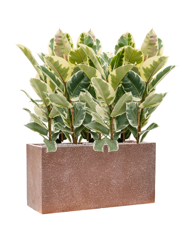 Ficus elastica 'Tineke' in Baq Terrazzo Office Plant With Pot 100cm Height 24cm Dia