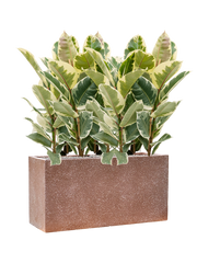 Ficus elastica 'Tineke' in Baq Terrazzo Office Plant With Pot 100cm Height 24cm Dia