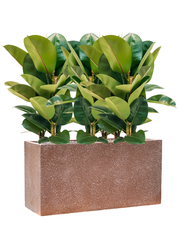 Ficus elastica 'Robusta' in Baq Terrazzo Office Plant With Pot 93cm Height 24cm Dia