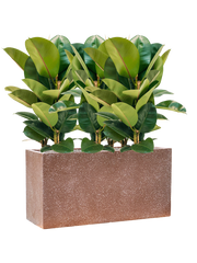 Ficus elastica 'Robusta' in Baq Terrazzo Office Plant With Pot 93cm Height 24cm Dia