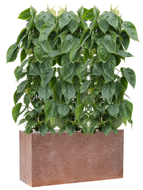 Philodendron scandens in Baq Terrazzo Office Plant With Pot 123cm Height 24cm Dia