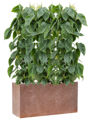 Philodendron scandens in Baq Terrazzo Office Plant With Pot 123cm Height 24cm Dia