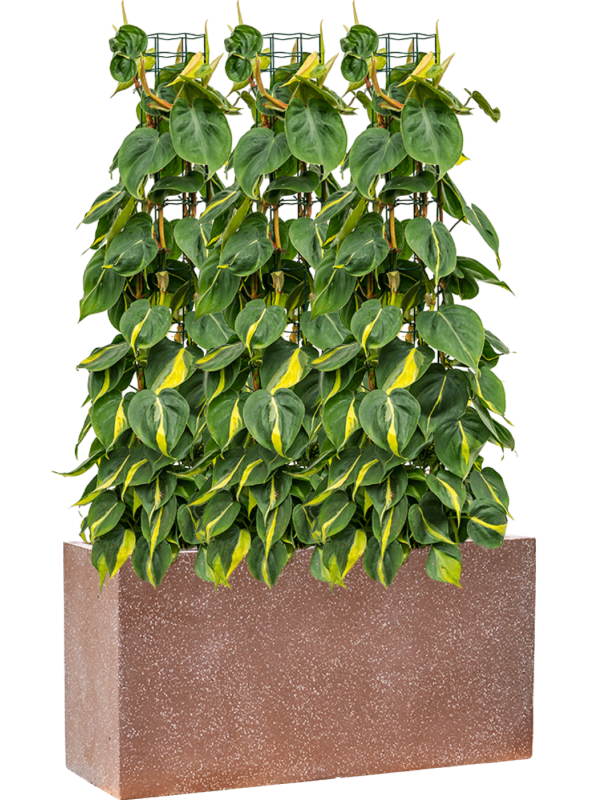 Philodendron scandens 'Brasil' in Baq Terrazzo Office Plant With Pot 117cm Height 24cm Dia