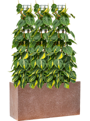Philodendron scandens 'Brasil' in Baq Terrazzo Office Plant With Pot 117cm Height 24cm Dia