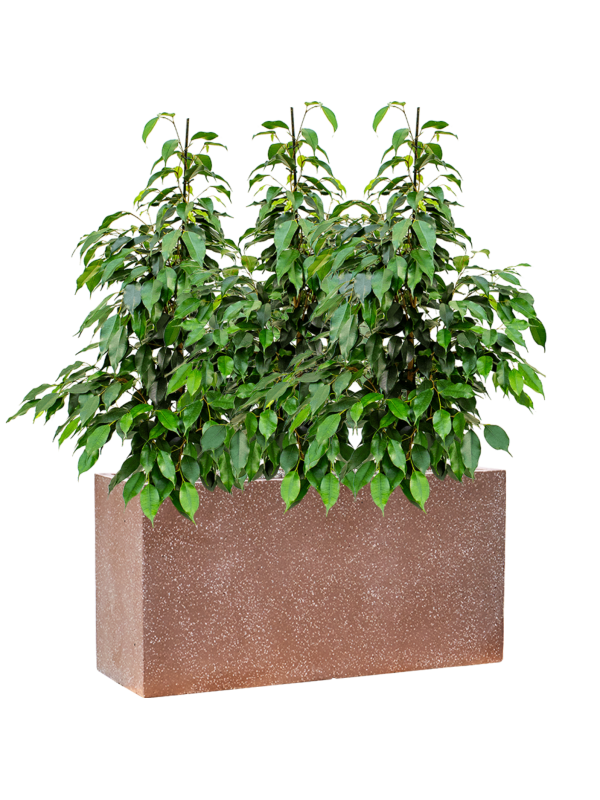Ficus benjamina 'Danielle' in Baq Terrazzo Office Plant With Pot 99cm Height 24cm Dia