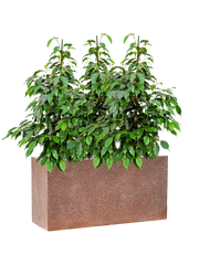 Ficus benjamina 'Danielle' in Baq Terrazzo Office Plant With Pot 99cm Height 24cm Dia