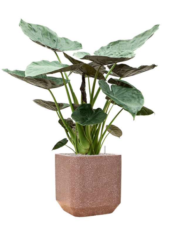 Alocasia Wentii in Baq Terrazzo Office Plant With Pot 142cm Height 38cm Dia