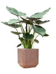 Alocasia Wentii in Baq Terrazzo Office Plant With Pot 142cm Height 38cm Dia