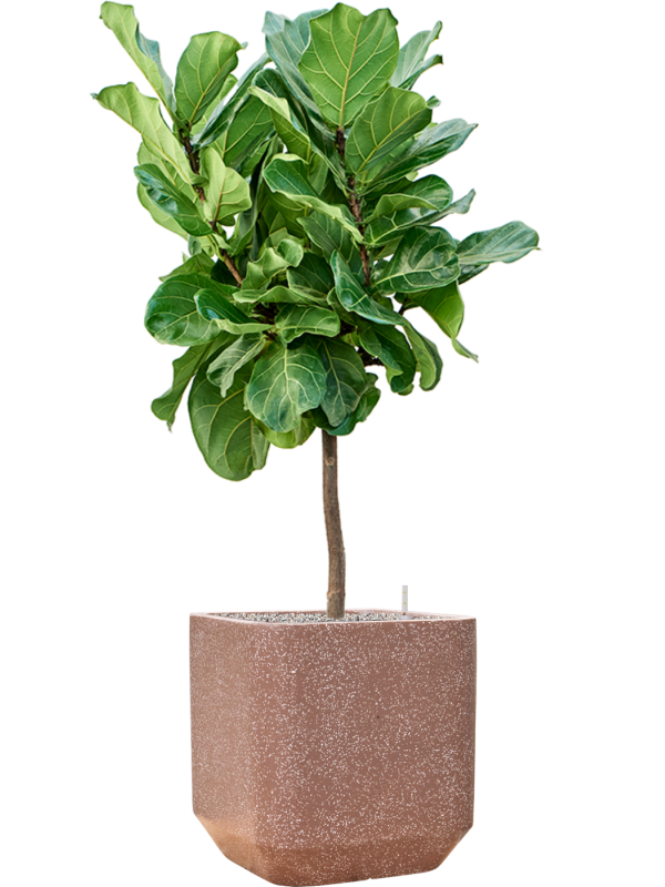 Ficus lyrata in Baq Terrazzo Office Plant With Pot 146cm Height 38cm Dia