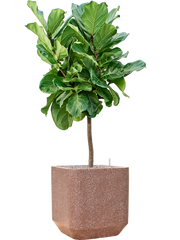 Ficus lyrata in Baq Terrazzo Office Plant With Pot 146cm Height 38cm Dia