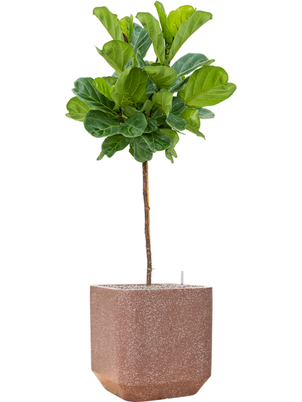 Ficus lyrata in Baq Terrazzo Office Plant With Pot 155cm Height 38cm Dia