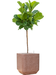 Ficus lyrata in Baq Terrazzo Office Plant With Pot 155cm Height 38cm Dia