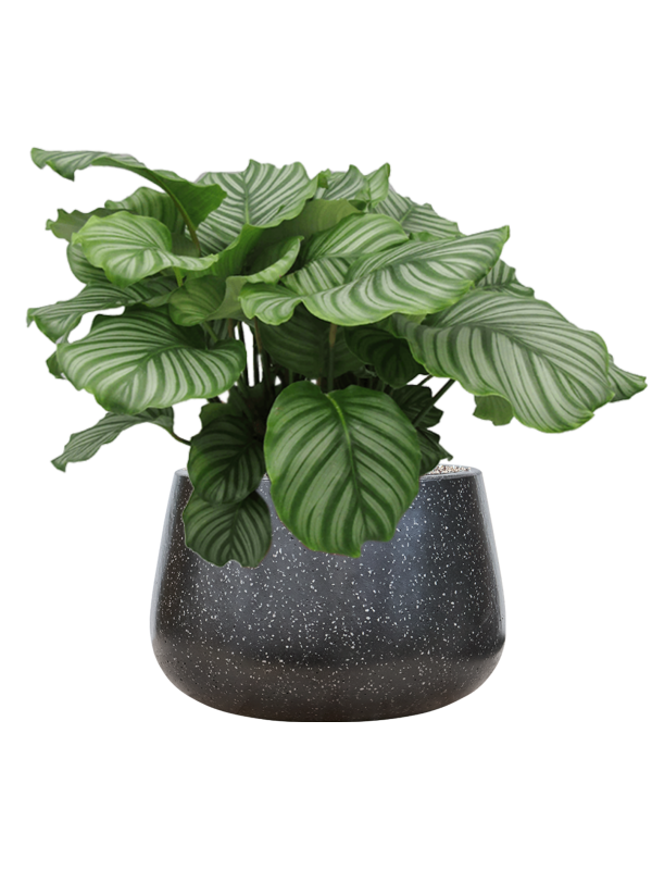 Calathea orbifolia in Baq Terrazzo Office Plant With Pot 71cm Height 31cm Dia