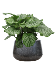 Calathea orbifolia in Baq Terrazzo Office Plant With Pot 71cm Height 31cm Dia