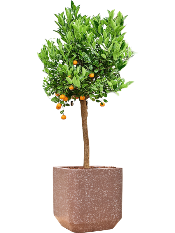 Citrus (Citrofortunella) calamondin in Baq Terrazzo Office Plant With Pot 159cm Height 38cm Dia