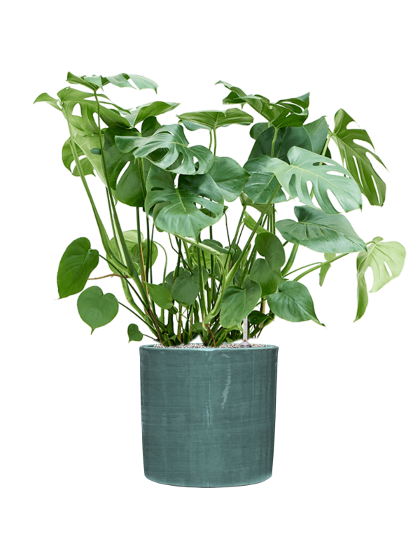 Monstera deliciosa in Plain Striped Office Plant With Pot 103cm Height 32cm Dia