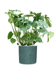 Monstera deliciosa in Plain Striped Office Plant With Pot 103cm Height 32cm Dia