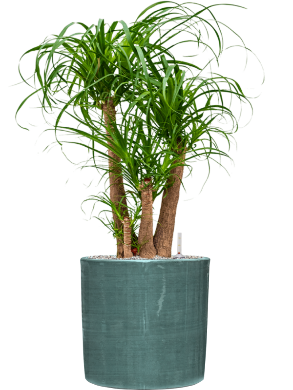 Beaucarnea recurvata in Plain Striped Office Plant With Pot 104cm Height 32cm Dia