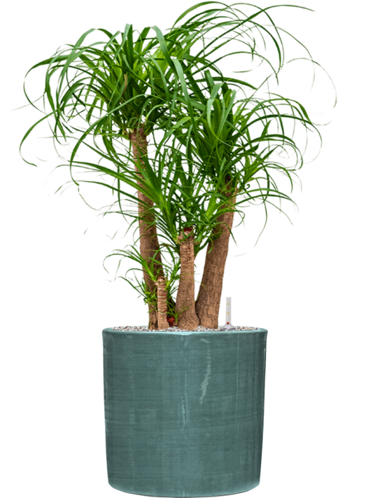 Beaucarnea recurvata in Plain Striped Office Plant With Pot 104cm Height 32cm Dia