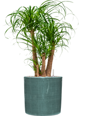 Beaucarnea recurvata in Plain Striped Office Plant With Pot 104cm Height 32cm Dia