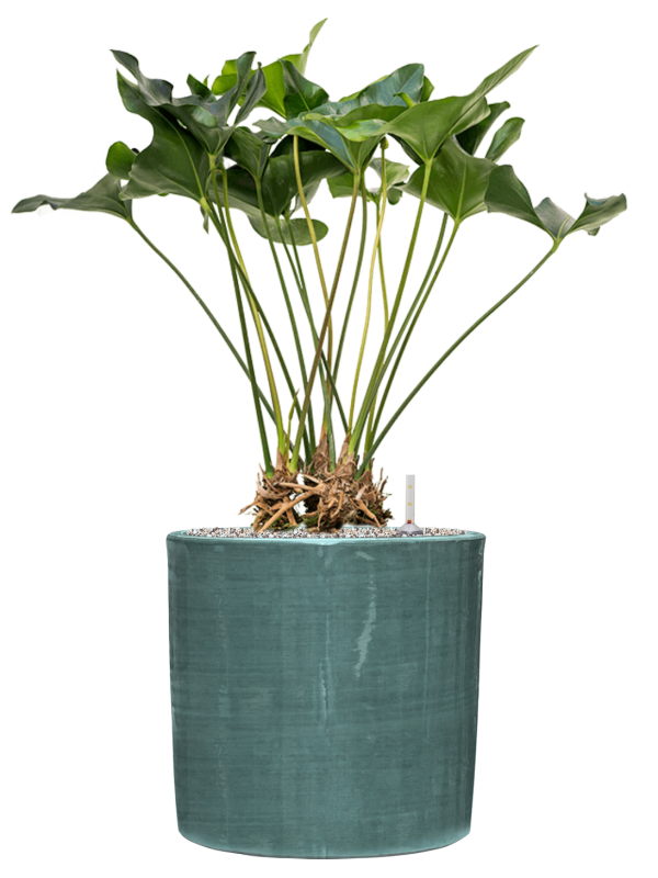 Anthurium 'Arrow' in Plain Striped Office Plant With Pot 91cm Height 32cm Dia