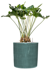 Anthurium 'Arrow' in Plain Striped Office Plant With Pot 91cm Height 32cm Dia