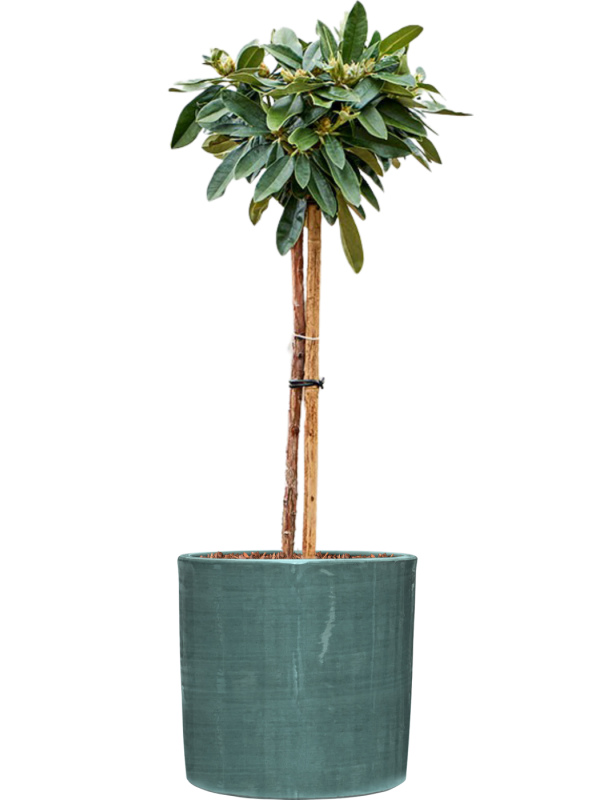 Rhododendron yakushimanum 'Arabella' in Plain Striped Office Plant With Pot 115cm Height 32cm Dia