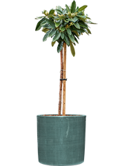 Rhododendron yakushimanum 'Arabella' in Plain Striped Office Plant With Pot 115cm Height 32cm Dia