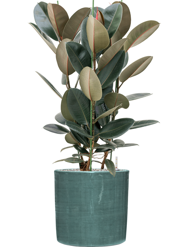 Ficus elastica 'Abidjan' in Plain Striped Office Plant With Pot 114cm Height 32cm Dia