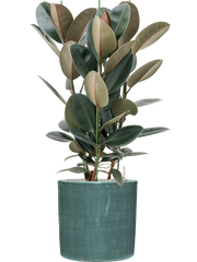 Ficus elastica 'Abidjan' in Plain Striped Office Plant With Pot 114cm Height 32cm Dia