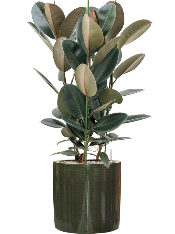 Ficus elastica 'Abidjan' in Plain Striped Office Plant With Pot 113cm Height 32cm Dia