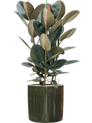 Ficus elastica 'Abidjan' in Plain Striped Office Plant With Pot 113cm Height 32cm Dia