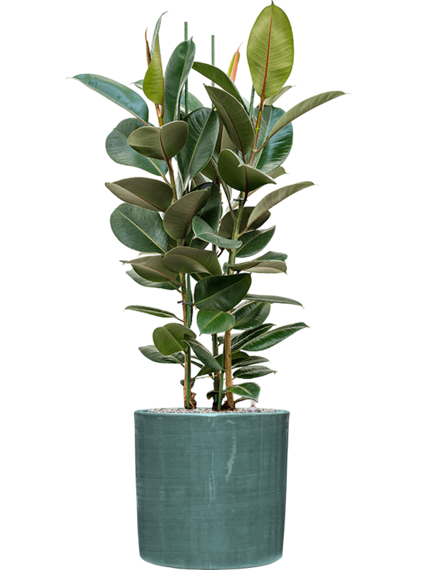 Ficus elastica 'Robusta' in Plain Striped Office Plant With Pot 126cm Height 32cm Dia