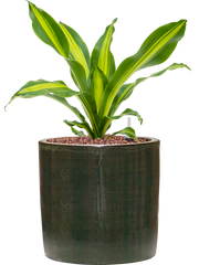 Dracaena fragrans 'Burley' in Plain Striped Office Plant With Pot 39cm Height 17cm Dia