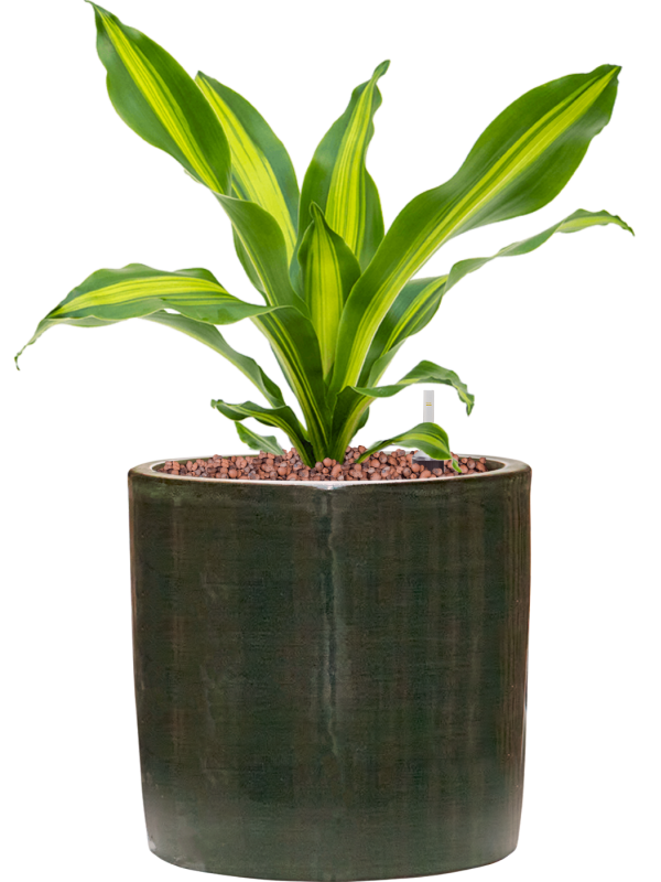 Dracaena fragrans 'Burley' in Plain Striped Office Plant With Pot 39cm Height 17cm Dia