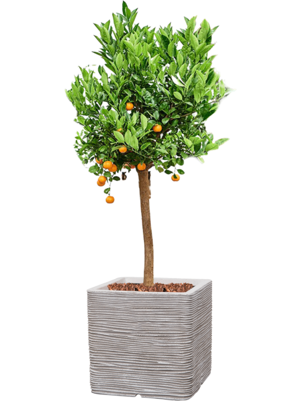 Citrus (Citrofortunella) calamondin in Capi Nature Rib NL Office Plant With Pot 160cm Height 42cm Dia