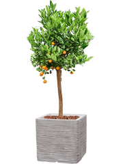 Citrus (Citrofortunella) calamondin in Capi Nature Rib NL Office Plant With Pot 160cm Height 42cm Dia