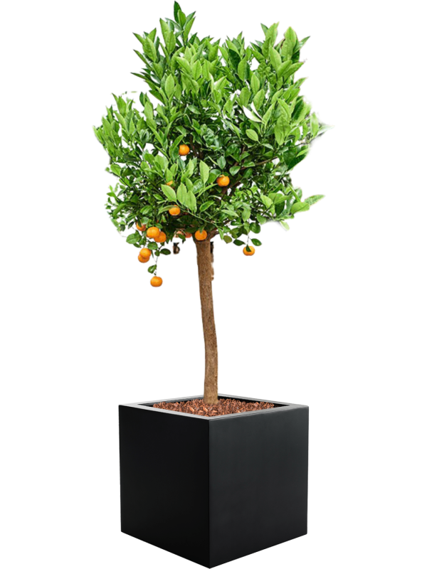 Citrus (Citrofortunella) calamondin in Argento Office Plant With Pot 161cm Height 42cm Dia