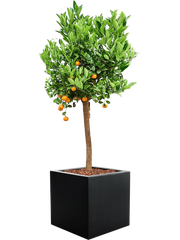 Citrus (Citrofortunella) calamondin in Argento Office Plant With Pot 161cm Height 42cm Dia