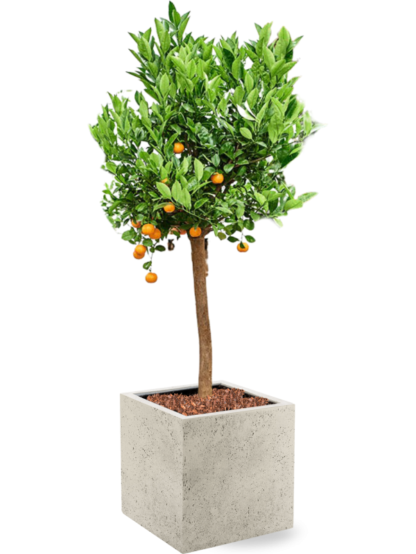 Citrus (Citrofortunella) calamondin in Grigio Office Plant With Pot 159cm Height 42cm Dia